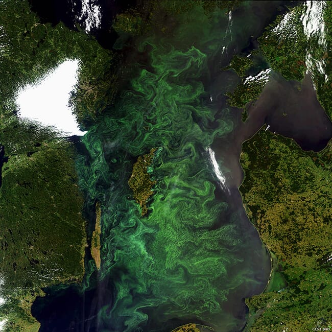 harmful algae bloom