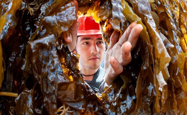 person reaching through seaweed