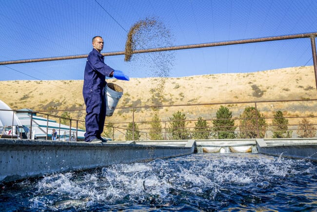person throwing feed into a fish pen