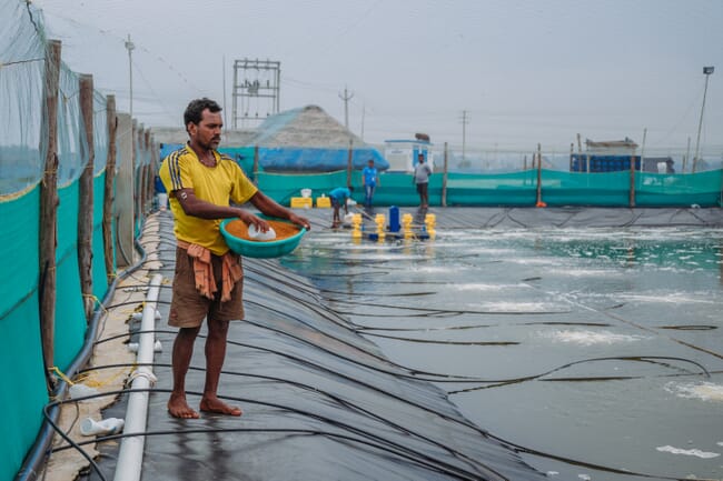 Un hombre arroja pienso a un estanque de camarones.
