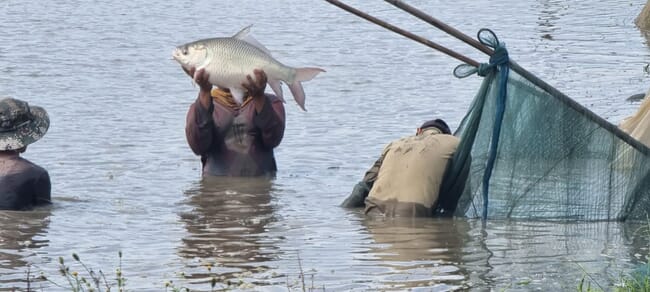 harvesting carp