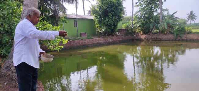 Batakrushna Sahoo throwing feed into a pond