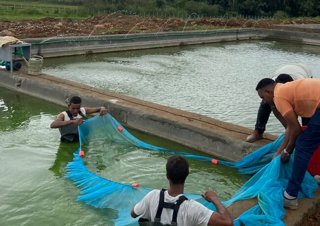 Tilapia farming