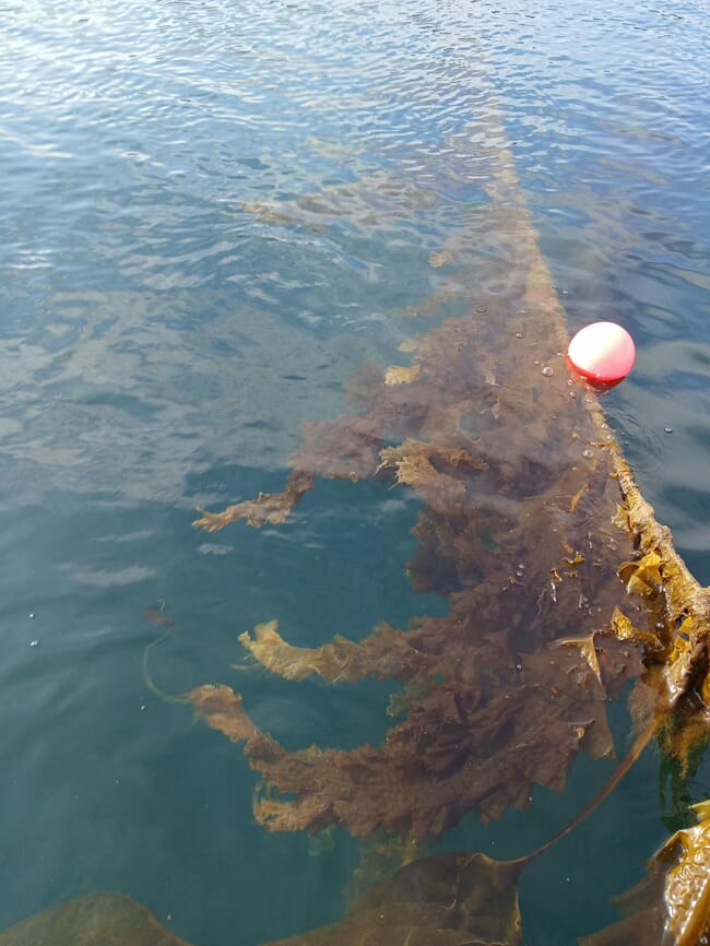 Scottish seaweed farming.