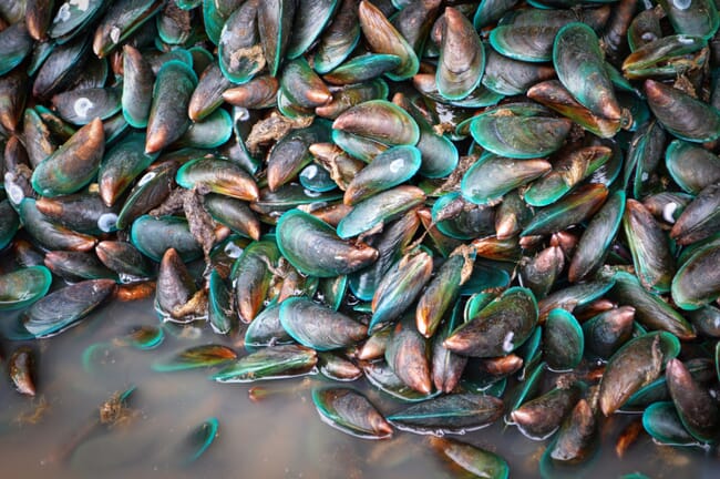green lipped mussels