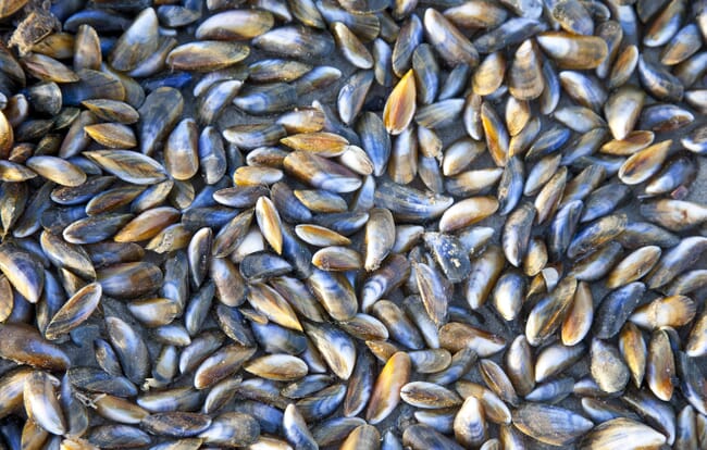 mussels.